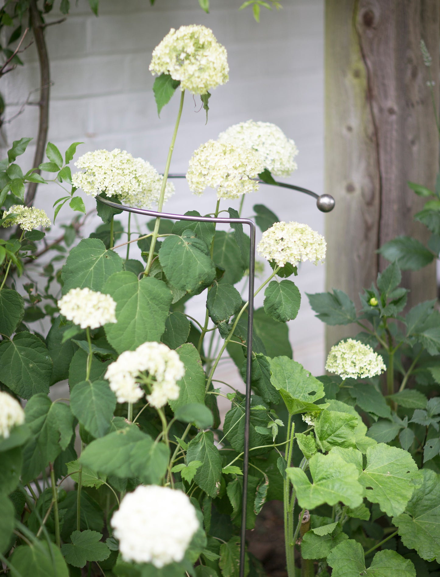 Garden Trading Hooped Raw Metal Plant Support