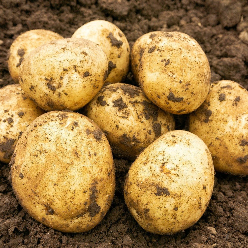 JBA Saxon Seed Potatoes 2kg