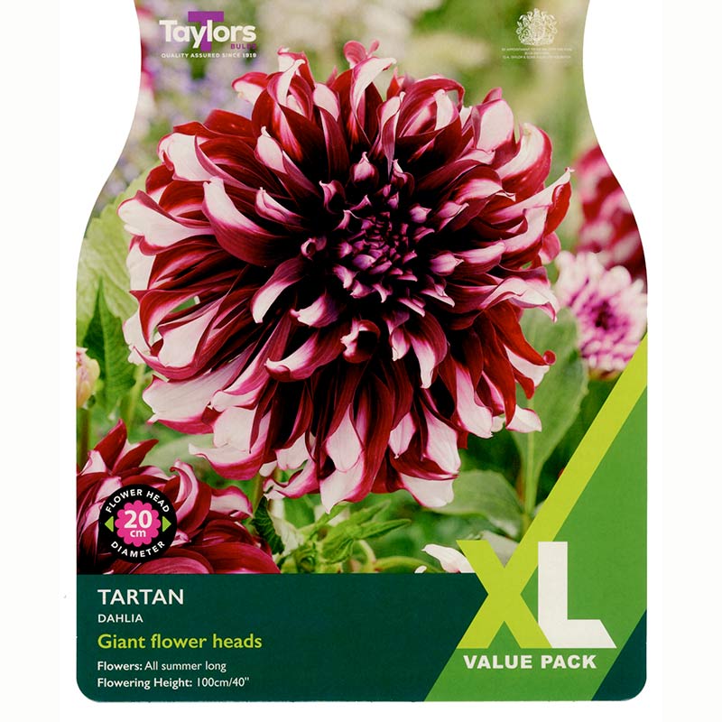 Taylors Bulbs Tartan Dahlia - XL Value Pack