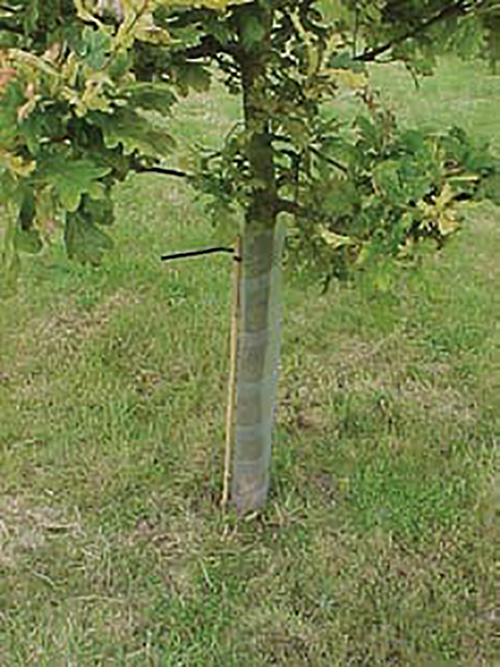 Rainbow Spiral Tree Guard 61cm 5-Pack