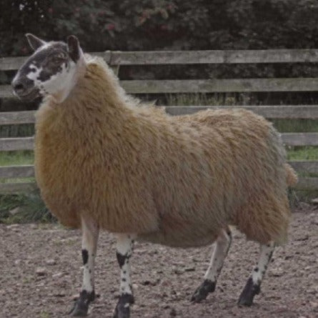 Cheviot Sheep Colouring Powder 45g – Sam Turner & Sons