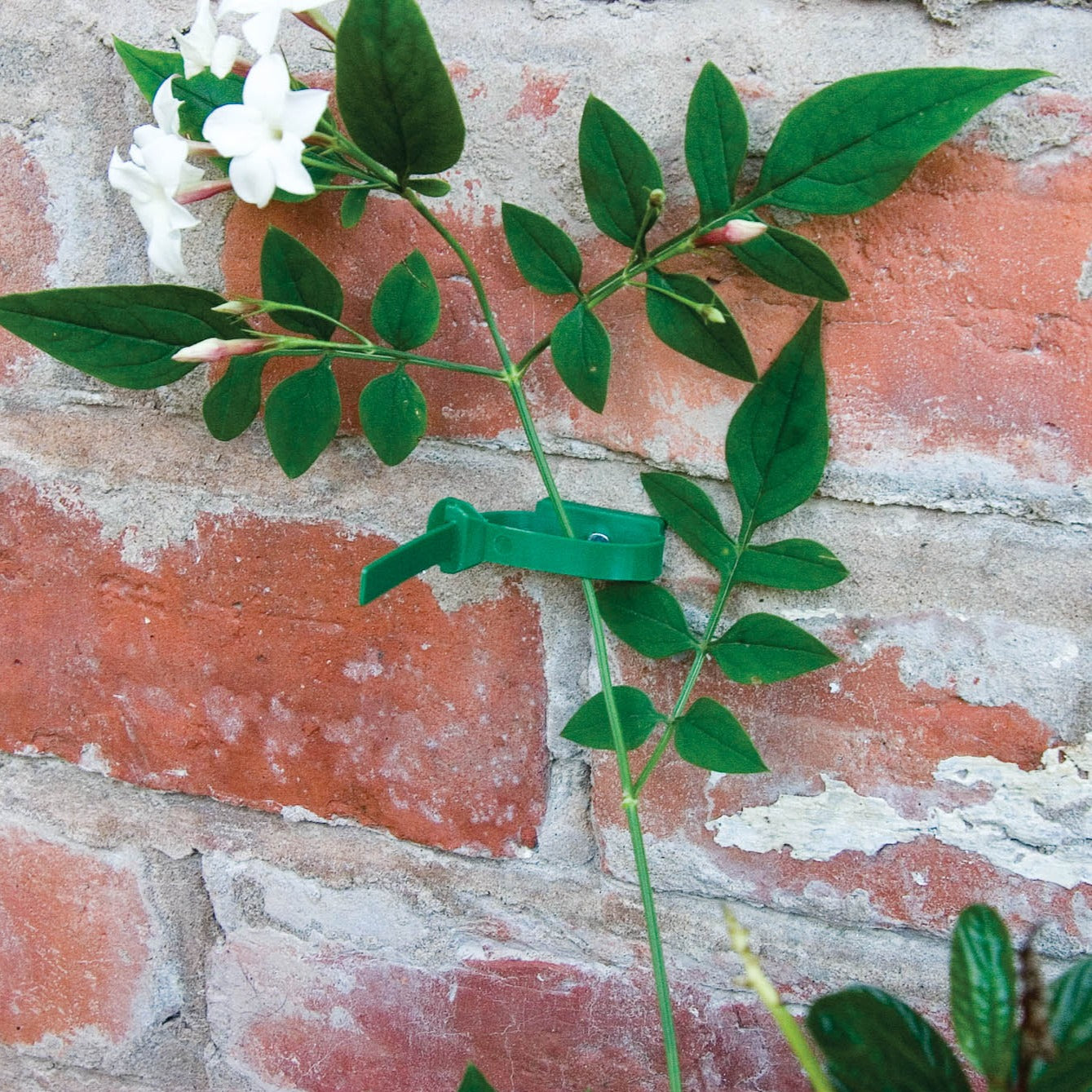 The Good Life Plant To Wall Ties 8-Pack