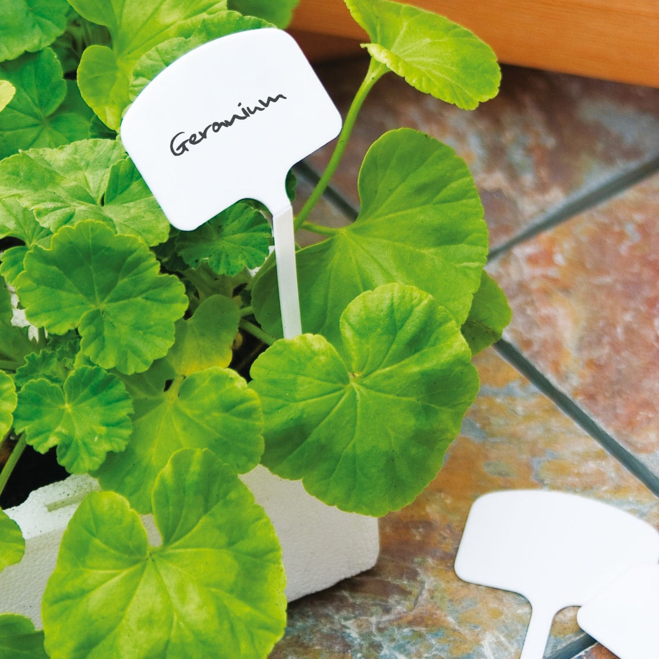 The Good Life Plant T Labels 10-Pack