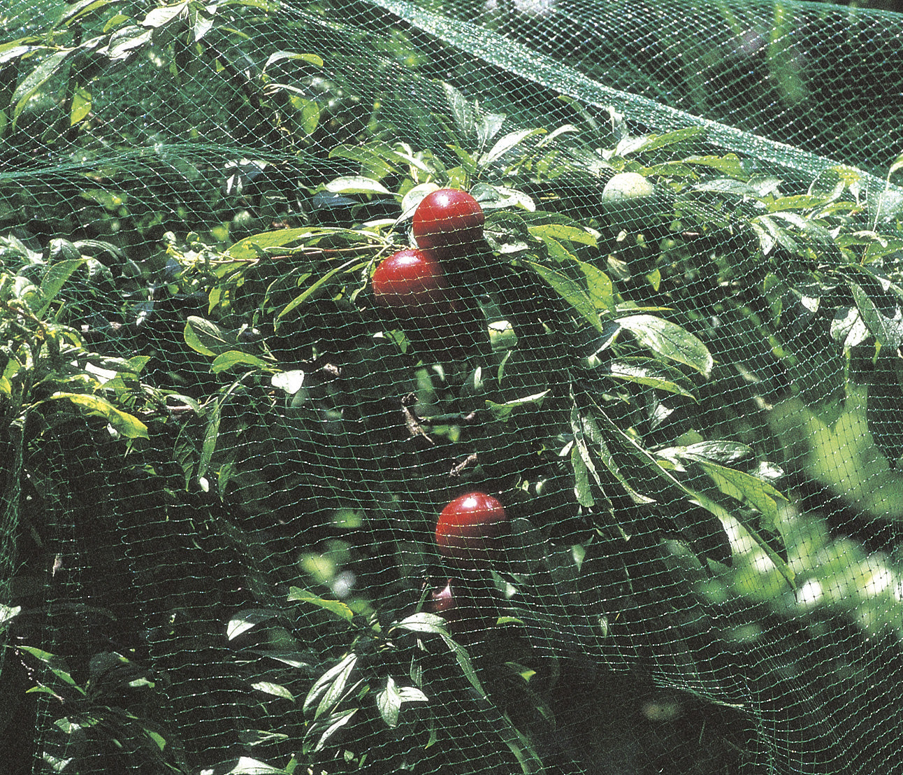 The Good Life Garden Net 6m x 2m
