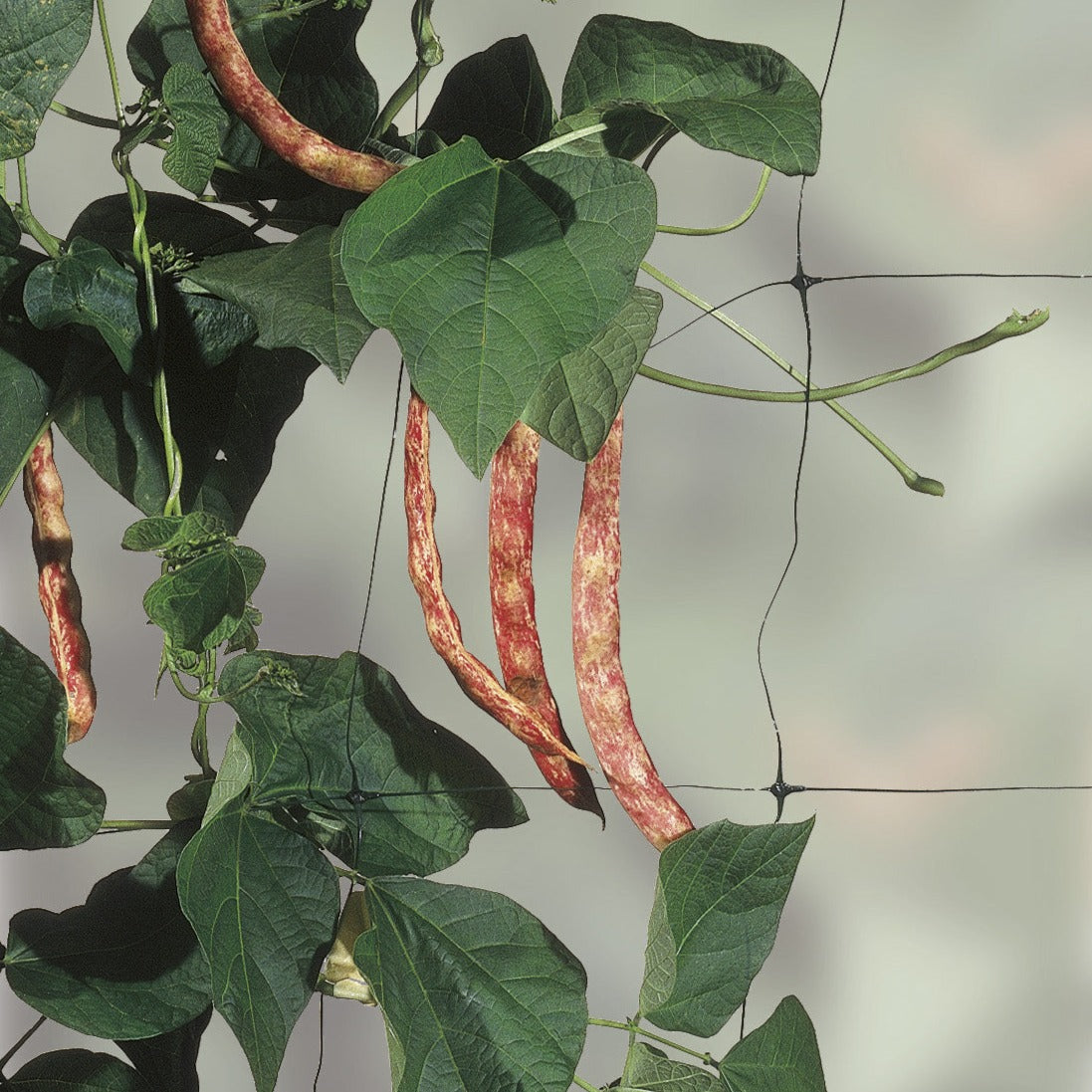 The Good Life Pea & Bean Support Net 11m x 2m