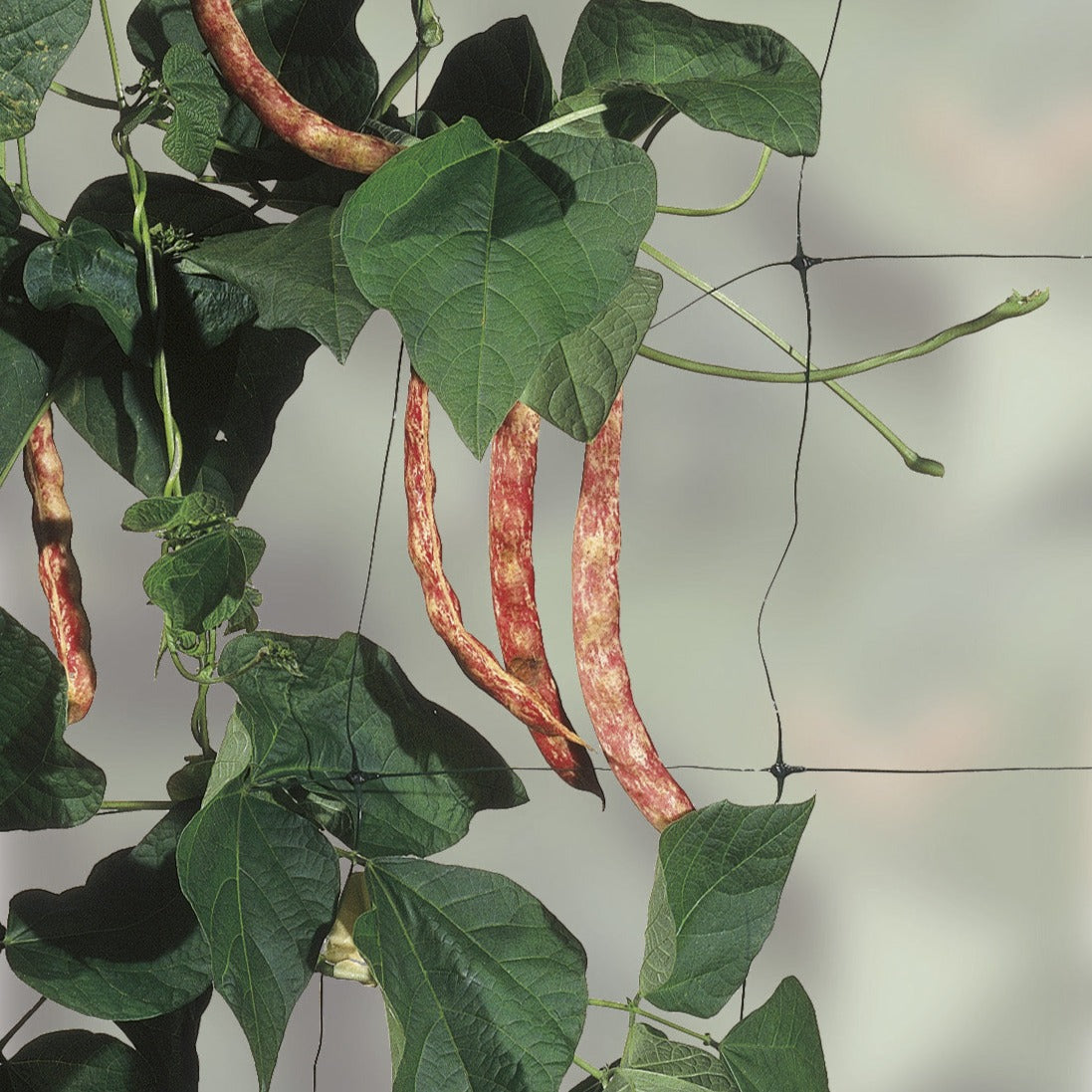 The Good Life Pea & Bean Support Net 4m x 2m