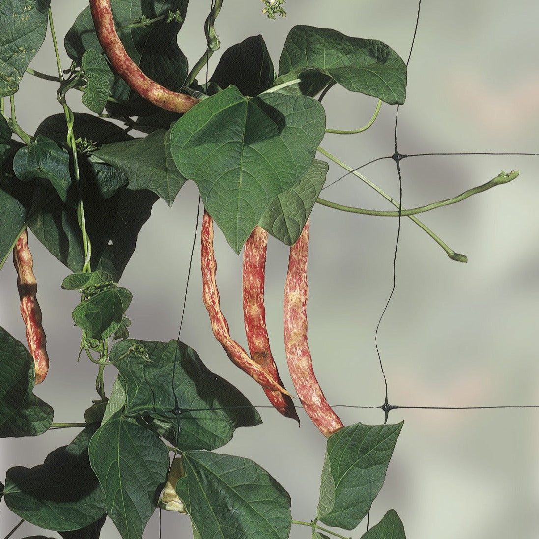 The Good Life Pea & Bean Support Net 7m x 2m