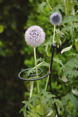 Tom Chambers Cottage Garden Twisted Single Stem Support