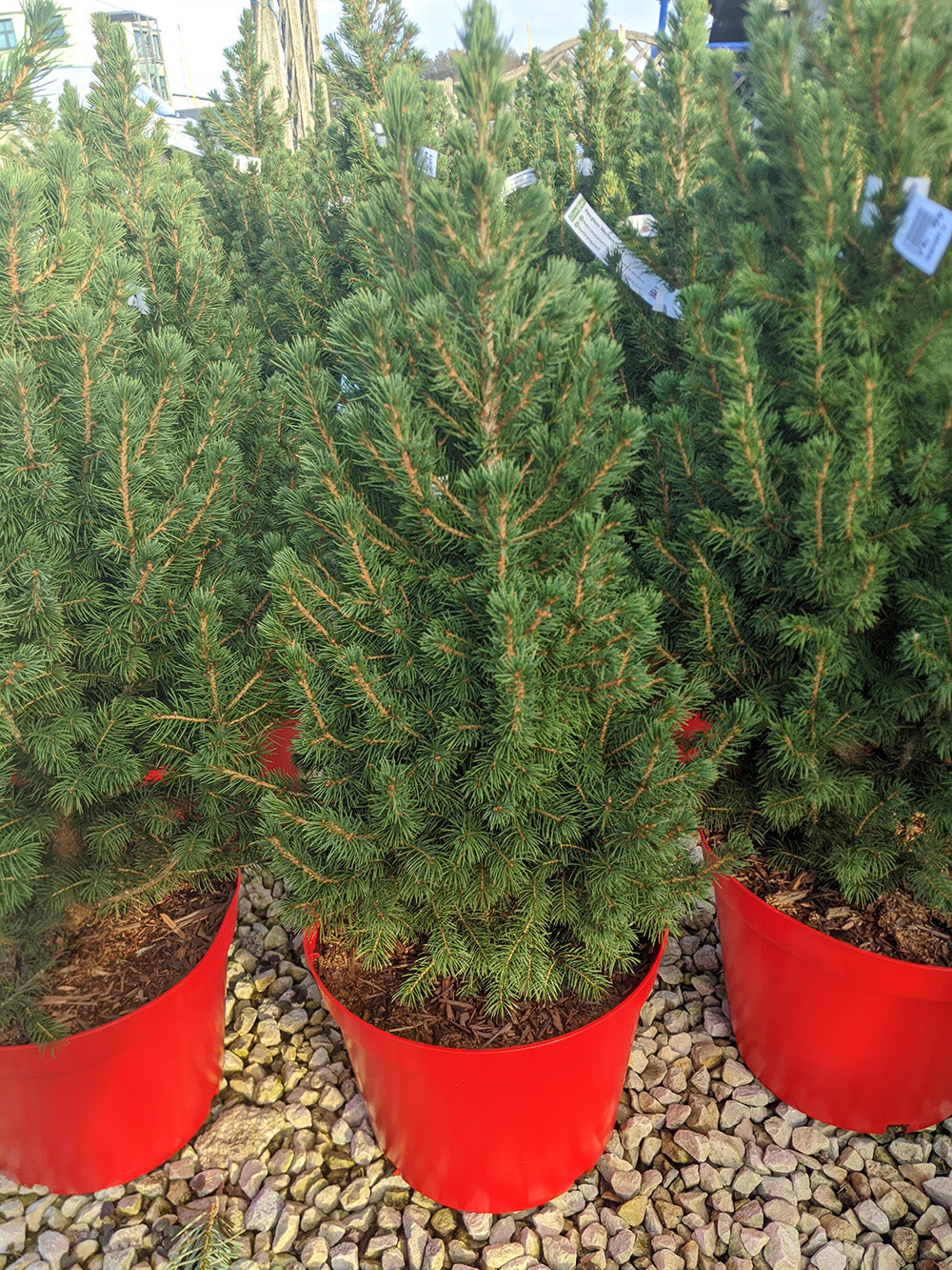 Pot Grown Picea Glauca Albertiana Conica Christmas Tree 2-3ft