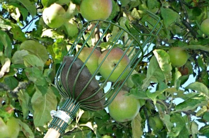 Burgon & Ball Apple Picker