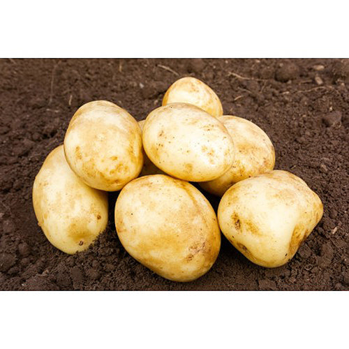 JBA Pentland Dell Seed Potatoes 2kg