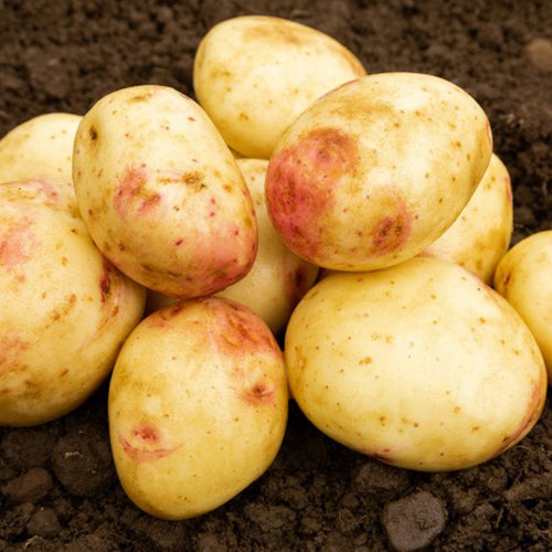 JBA Cara Seed Potatoes 2kg