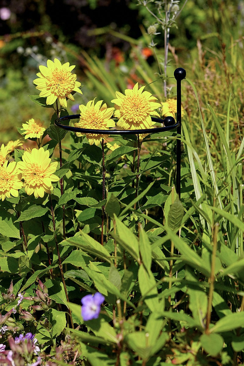 Tom Chambers Cottage Garden Single Stem Support Large