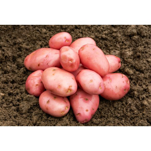 JBA Desiree Seed Potatoes 2kg