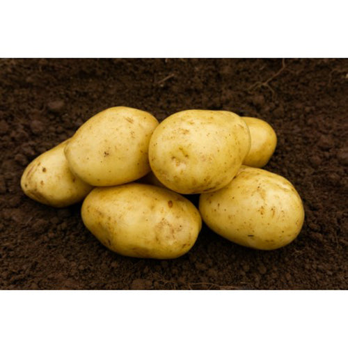 JBA Estima Seed Potatoes 2kg