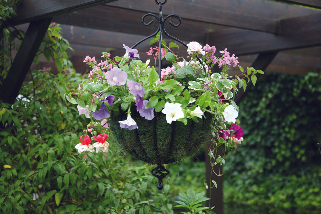 Tom Chambers Spanish Hanging Basket 35cm