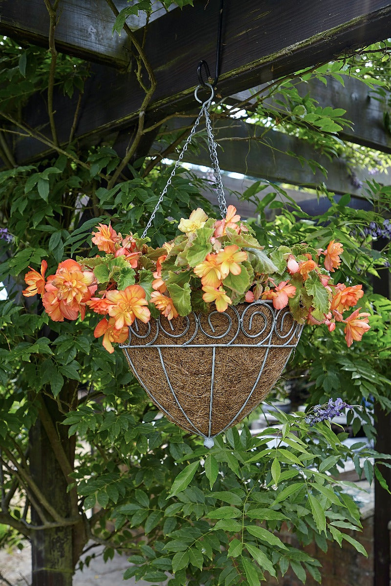 Tom Chambers Scrolled Cone Hanging Basket