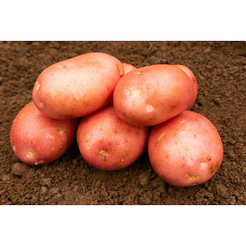 JBA Kerrs Pink Seed Potatoes 2kg