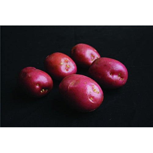 JBA Maxine Seed Potatoes 2kg