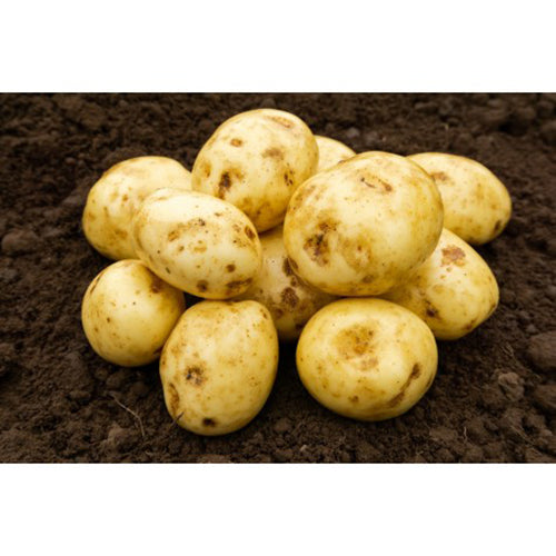 JBA Orla Seed Potatoes 2kg