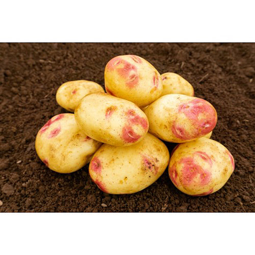 JBA Picasso Seed Potatoes 2kg