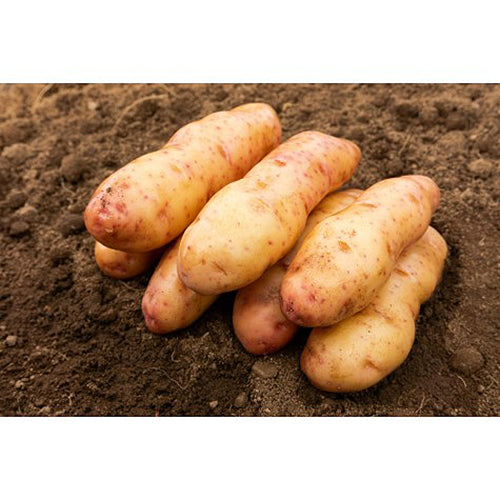 JBA Pink Fir Apple Seed Potatoes 2kg