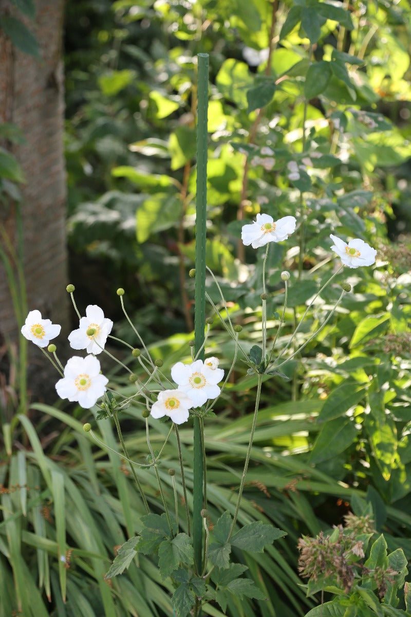 Tom Chambers Tubular Plant Stake 90cm