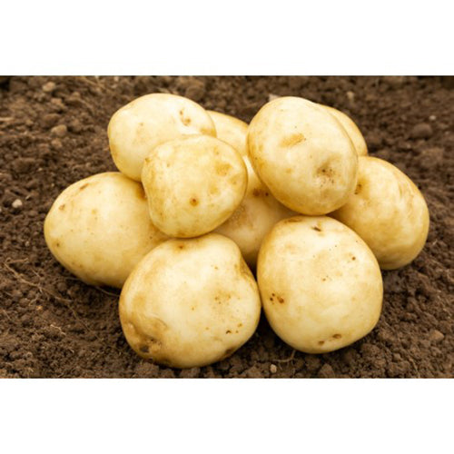 JBA Rocket Potatoes 2kg