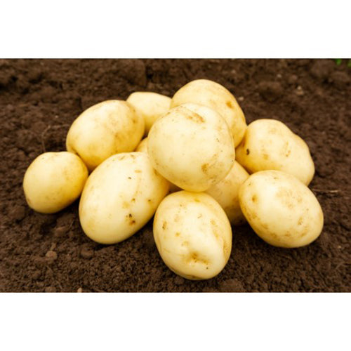 JBA Swift Seed Potatoes 2kg