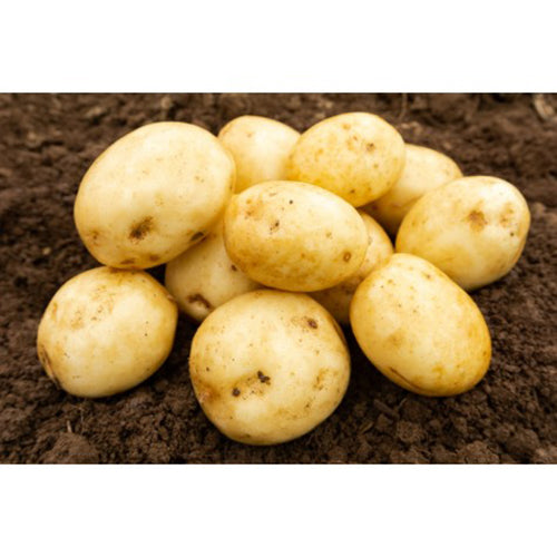JBA Valor Seed Potatoes 2kg
