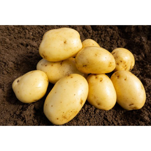 JBA Wilja Seed Potatoes 2kg
