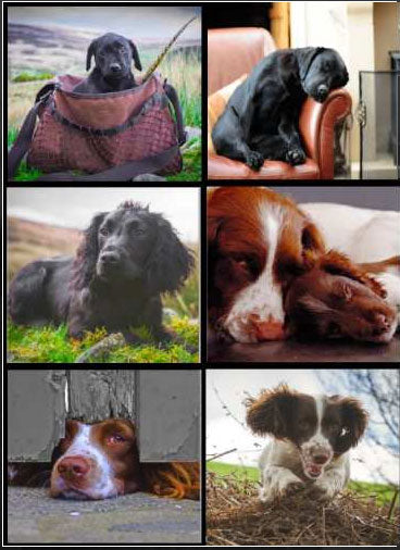 Country Matters Working Dogs Coasters