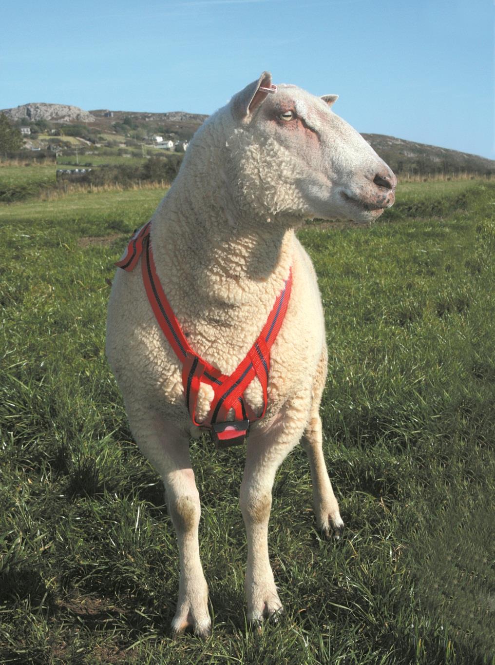 Agrihealth Matingmark Deluxe Ram Harness