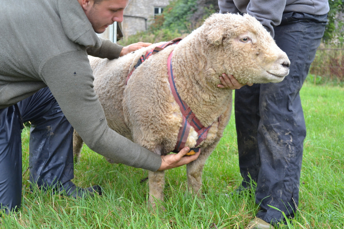 Agrihealth Matingmark Deluxe Ram Harness