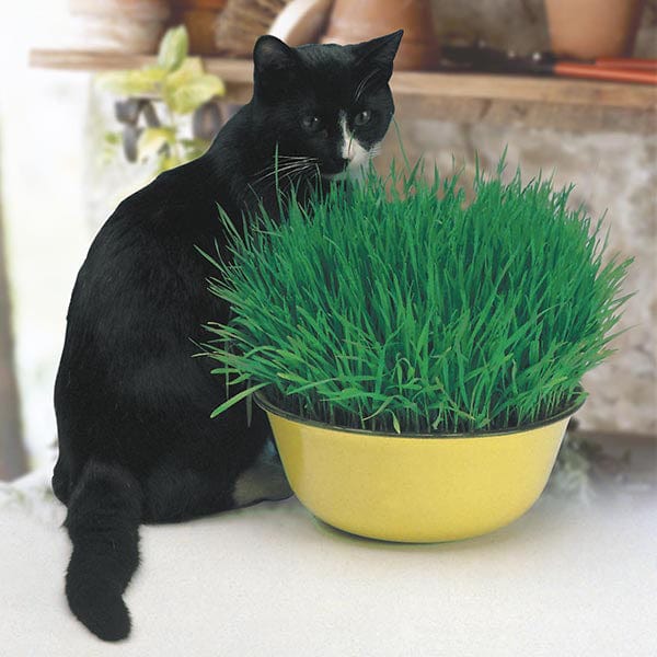 Fothergill's Cat Grass Seeds