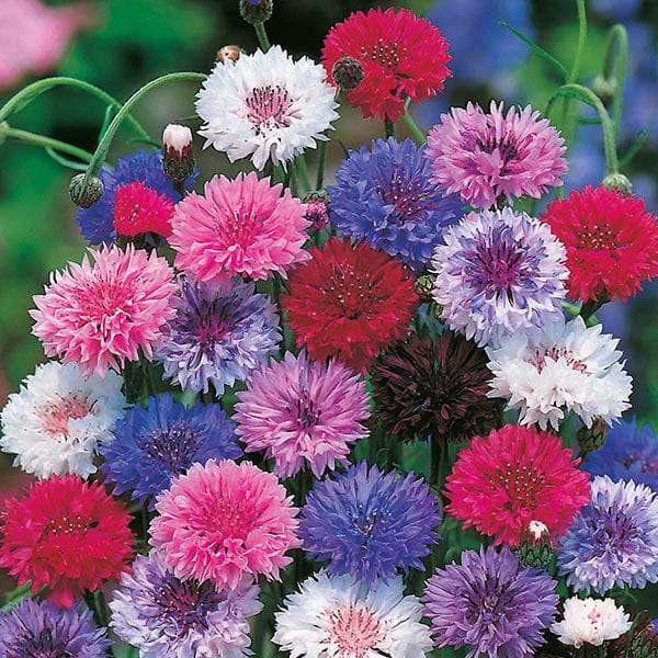 Fothergill's Cornflower Tall Mixed Seeds
