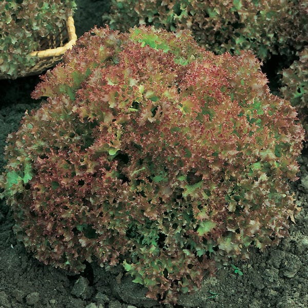 Fothergill's Lettuce Lollo Rossa Seeds