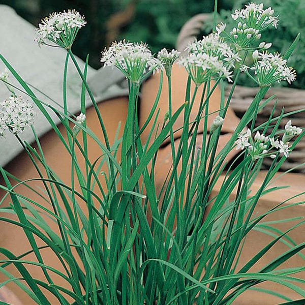 Fothergill's Garlic Chive Seeds