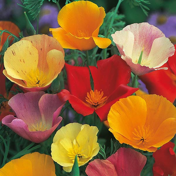 Fothergill's Californian Poppy Single Mixed Seeds