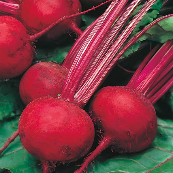 Fothergill's Beetroot Boltardy Seeds