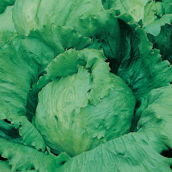 Fothergill's Lettuce Saladin Seeds