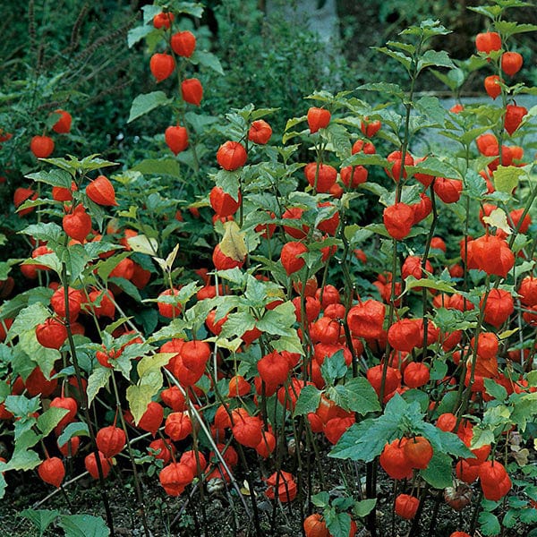 Fothergill's Chinese Lanterns Seeds