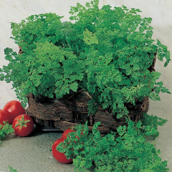 Fothergill's Chervil Simple Seeds