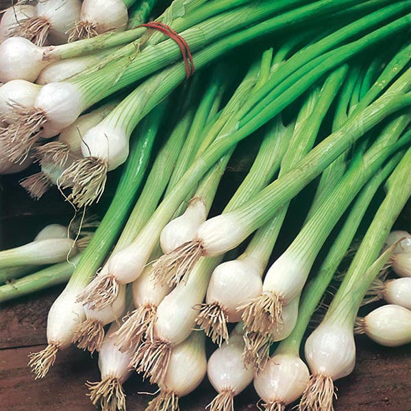 Fothergill's Spring Onion White Lisbon Seeds