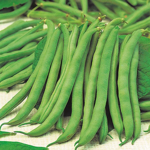 Fothergill's Dwarf Bean Tendergreen Seeds