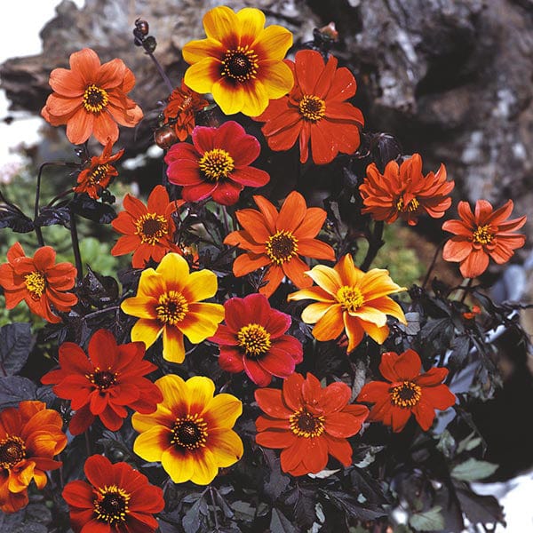 Fothergill's Dahlia Bishop's Children Seeds