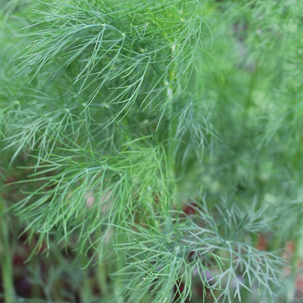 Fothergill's Dill Seeds
