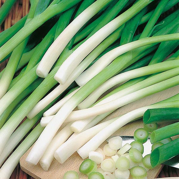 Fothergill's Spring Onion Ishikura Seeds