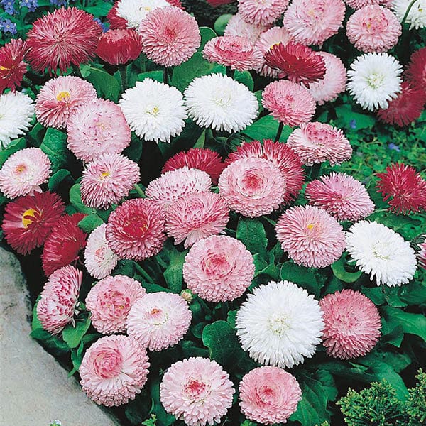 Fothergill's Bellis Goliath Mixed Seeds