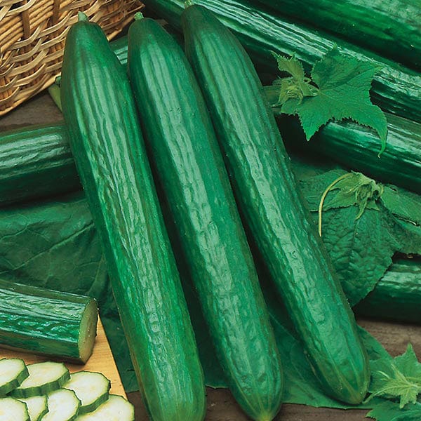 Fothergill's Cucumber Telegraph Improved Seeds